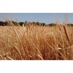 Mulino Waldner Family-mulini per grano