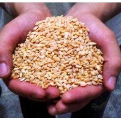 Pulitore per cereali legumi e sementi Profi ALS-3 GEN-3